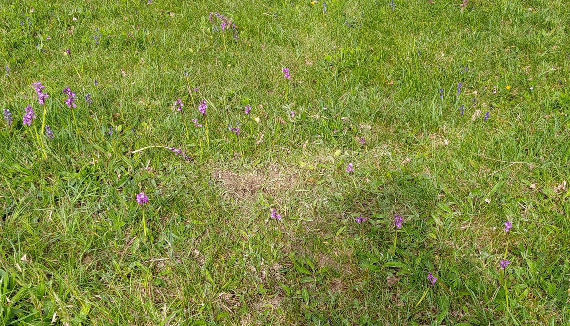 C'est la période des Orchidées sauvages !!