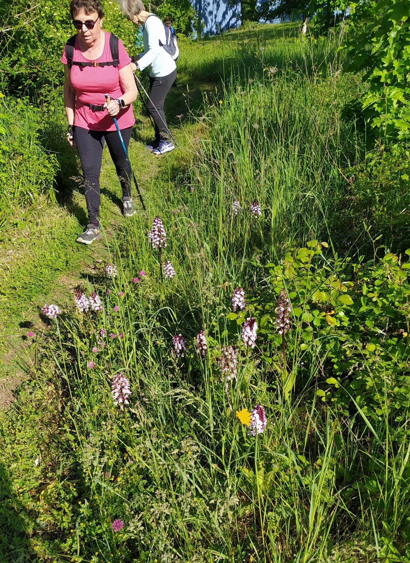 Sur cet espace nous découvrons des orchidées sauvages en quantité
