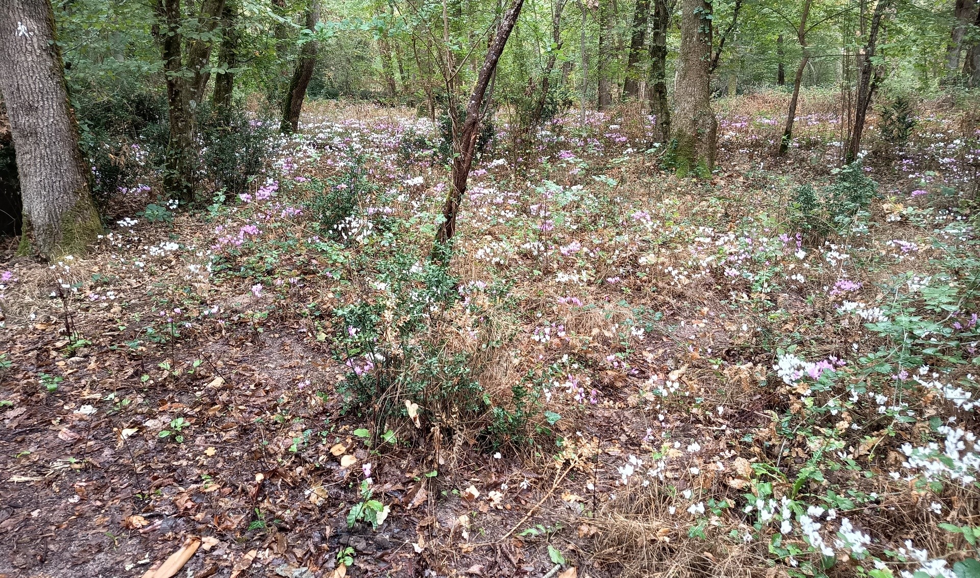 A l'automne on marche au milieu des cyclamens