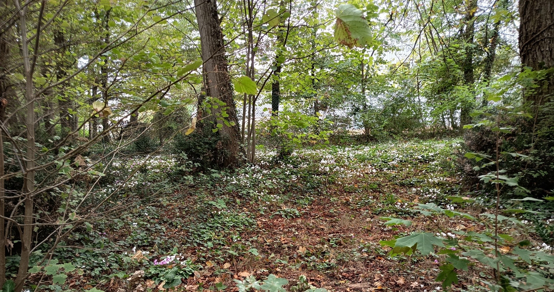 Tapis de cyclamens à la Cousinerie
