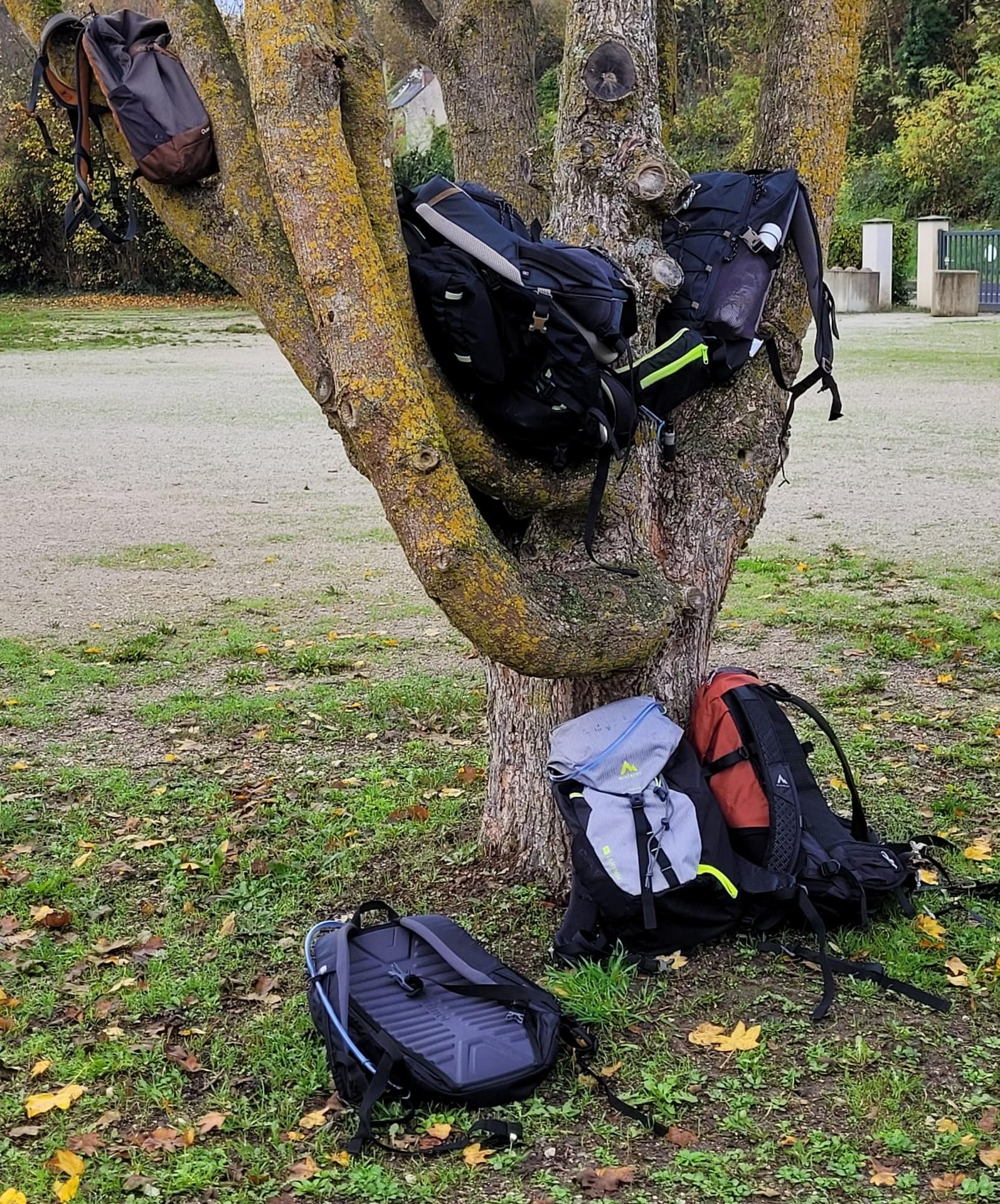 Arbre à Sacs